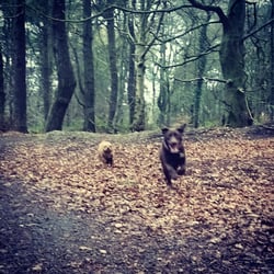 Cairn Wood - Our dogs running through Cairn Wood, loving it :)