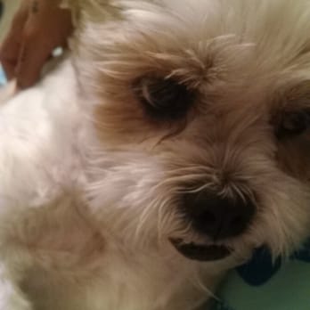 Karabu Pet Grooming - My baby boy after his haircut - Pet Groomers Near Me - Tucson, Arizona
