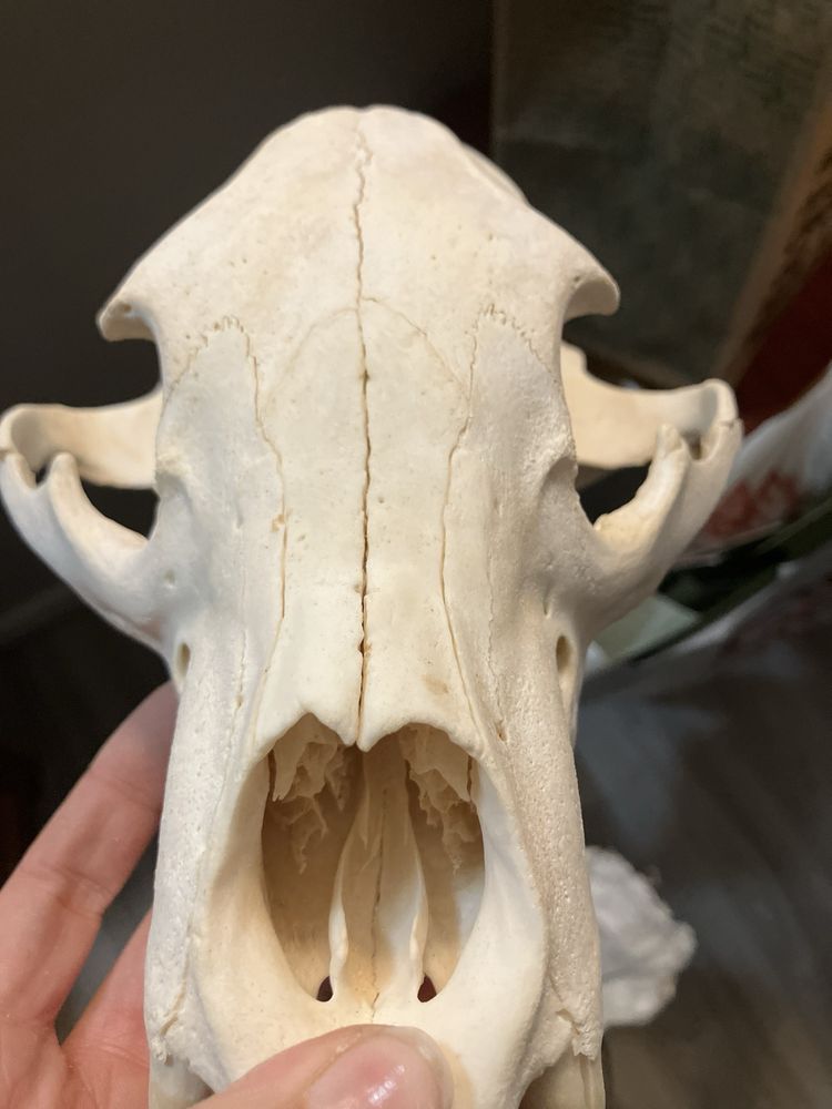 All Seasons Taxidermy - taxidermy in Albuquerque, NM