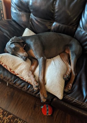 4 legged friends daycare and boarding