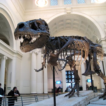 Field Museum - Sue - Museums Near Me - Chicago, Illinois Field Museum - Sue - Museums Near Me - Chicago, Illinois