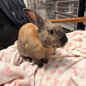 VEG ER for Pets - Patient - Emergency Pet Hospital Near Me - Glendale, Arizona VEG ER for Pets - Patient - Emergency Pet Hospital Near Me - Glendale, Arizona