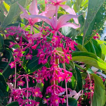 What's Shakin' - Beautiful flower - Breakfast & Brunch Near Me - Pepeekeo, Hawaii What's Shakin' - Beautiful flower - Breakfast & Brunch Near Me - Pepeekeo, Hawaii