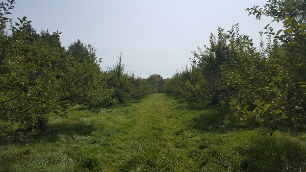 Shelburne Orchards by null