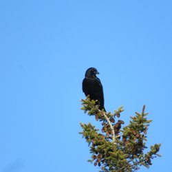 Long Reach Preserve - American crow watching the shoreline