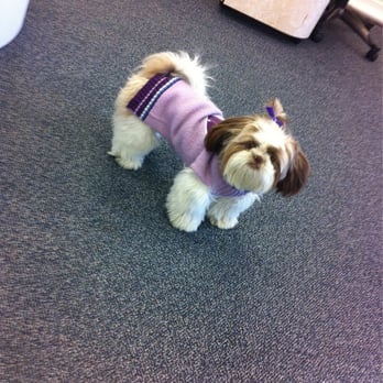 Crystal Nail - This is cinnamon... Such a sweetie! - Nail Salons Near Me - Colonial Heights, Virginia Crystal Nail - This is cinnamon... Such a sweetie! - Nail Salons Near Me - Colonial Heights, Virginia