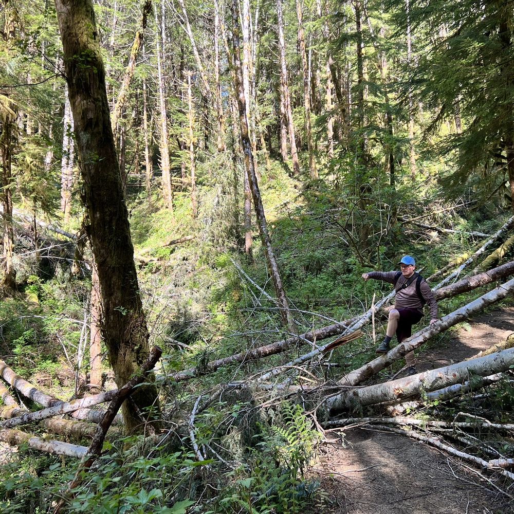 Drift Creek Fall And Bridge - Drift Creek Falls trail - many a tree to cross currently - Hiking Near Me - Otis, Oregon Drift Creek Fall And Bridge - Drift Creek Falls trail - many a tree to cross currently - Hiking Near Me - Otis, Oregon