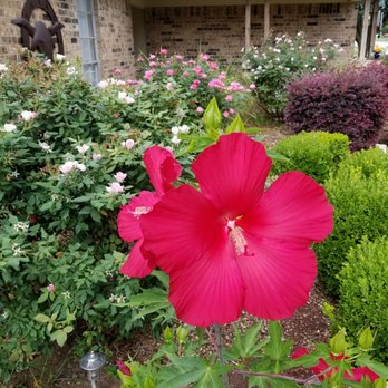 ABC Lawn Service - a large red flower in a garden - Lawn Services Near Me ABC Lawn Service - a large red flower in a garden - Lawn Services Near Me