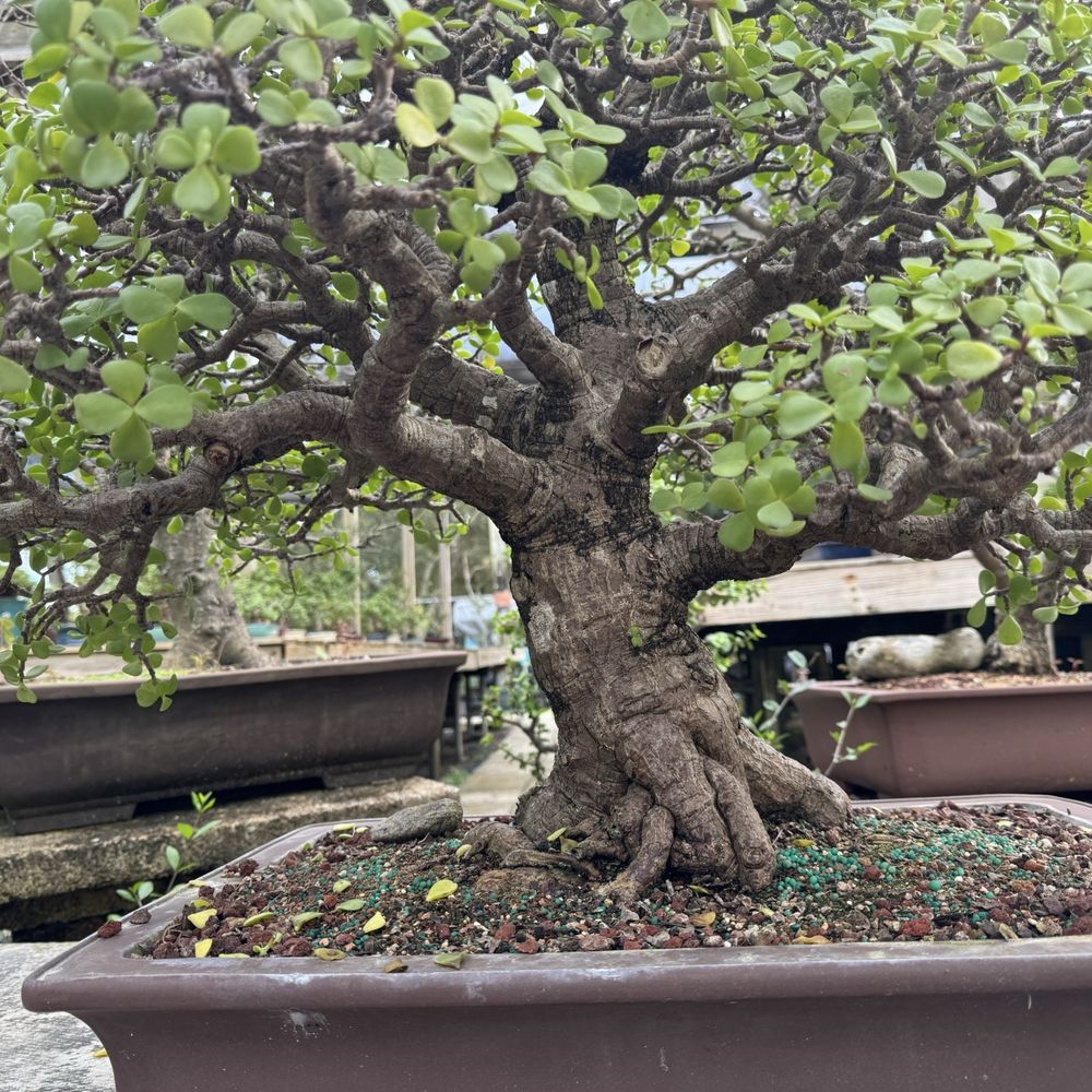 Penjing Bonsai Garden - One of his amazing works of art. - Nurseries & Gardening Near Me - Malabar, Florida Penjing Bonsai Garden - One of his amazing works of art. - Nurseries & Gardening Near Me - Malabar, Florida