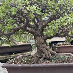 Penjing Bonsai Garden - One of his amazing works of art.