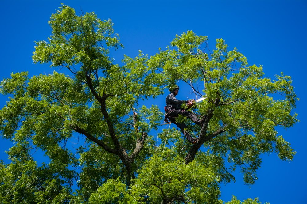 Tree Love - tree service in Tulsa, OK