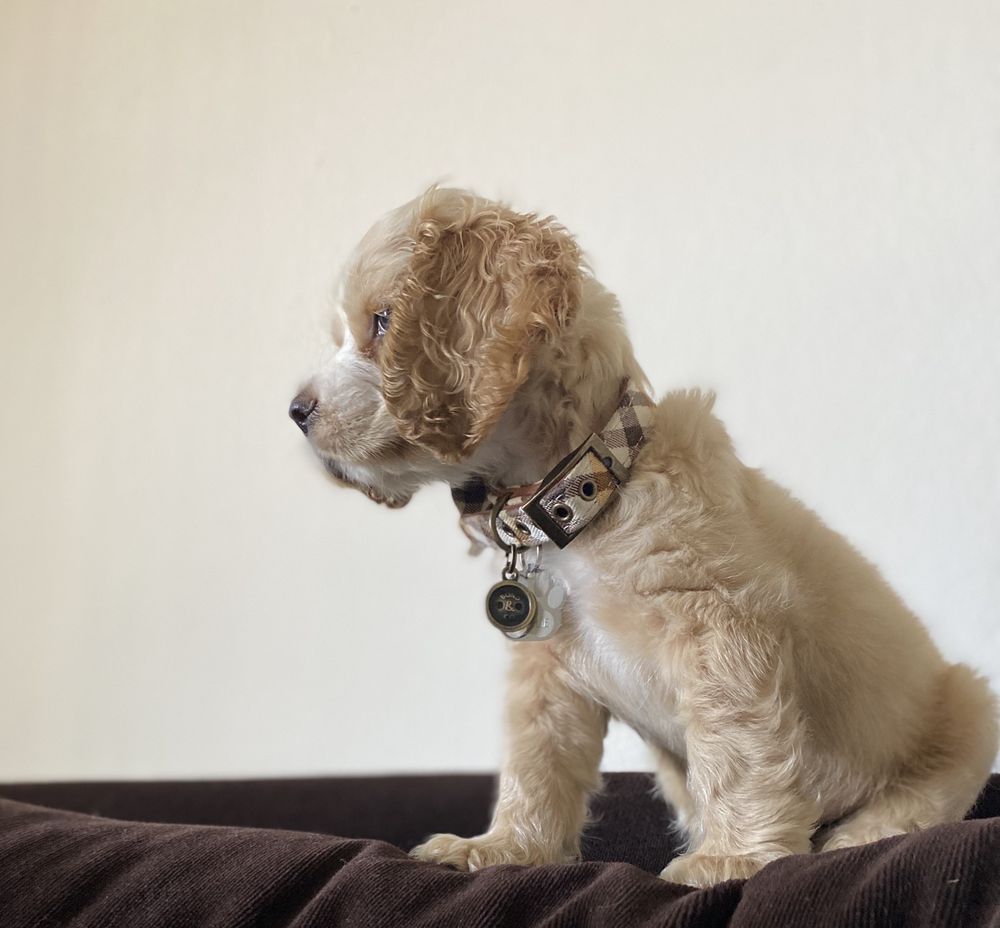 puppy heaven near me