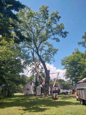 Tree Trimming & Pruning - Outdoors Unlimited LLC will safely and
professionally help you decide what is best
for your trees, while keeping your budget in
mind. We will look at the trees health to
determine if it needs Pruning- to help
maintain the health of the tree and to help
encourage growth, or if it needs Trimming
to shape and help maintain over growth
and uniformity. Call Outdoors Unlimited
LLC to have us safely maintain your trees
so your property will continue to look
beautiful for years to come.
Call Outdoors Unlimited today at:
(716) 628-3075 Tree Trimming & Pruning - Outdoors Unlimited LLC will safely and
professionally help you decide what is best
for your trees, while keeping your budget in
mind. We will look at the trees health to
determine if it needs Pruning- to help
maintain the health of the tree and to help
encourage growth, or if it needs Trimming
to shape and help maintain over growth
and uniformity. Call Outdoors Unlimited
LLC to have us safely maintain your trees
so your property will continue to look
beautiful for years to come.
Call Outdoors Unlimited today at:
(716) 628-3075