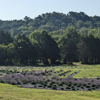 La Grange Lavender - Venues & Event Spaces Near Me - Eureka Springs, Arkansas La Grange Lavender - Venues & Event Spaces Near Me - Eureka Springs, Arkansas