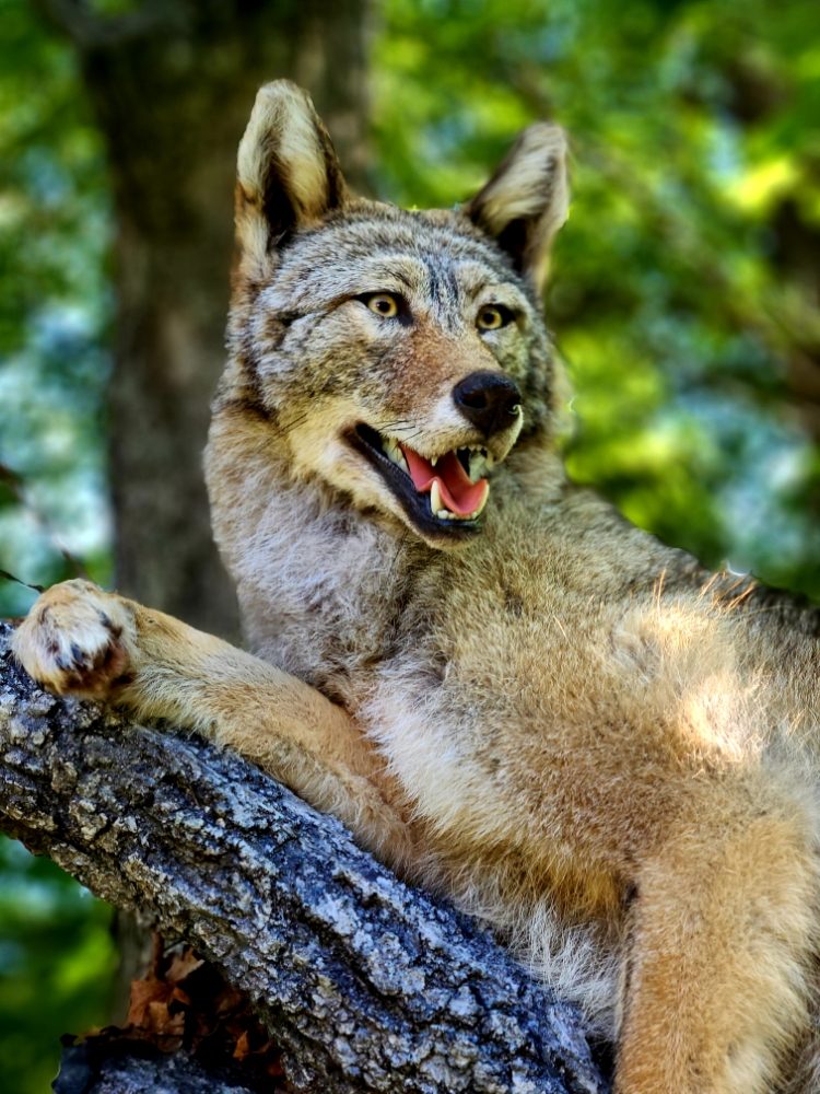 Jersey Jay’s Taxidermy - taxidermy in Newton, NJ