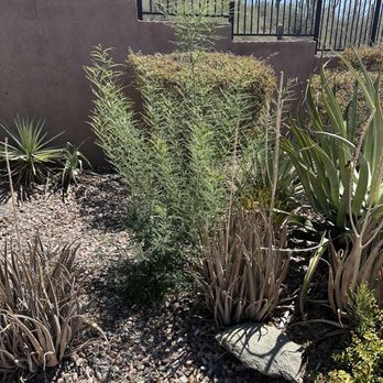 Valley Tree Care - Tree Services Near Me - Phoenix, Arizona