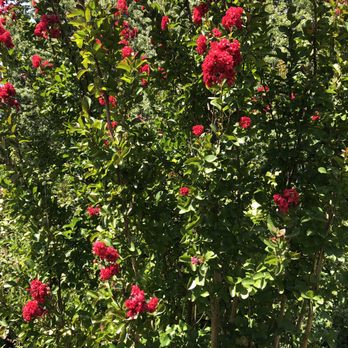 Paxson Hill Farms - Flowers! - Nurseries & Gardening Near Me - New Hope, Pennsylvania