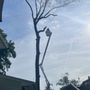 Photo of Precision Tree Experts