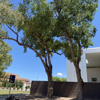 American Tree Services - CNM campus beautiful elm trims - Tree Services Near Me