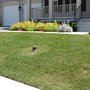 Photo of Pro-Lawn-Plus Inc