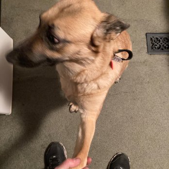 Petco - Happy dog coming home! - Pet Stores Near Me - Utica, Michigan