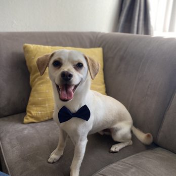 Lil Sis An Mobile Grooming - Happy boy!! Amazing job! - Pet Groomers Near Me