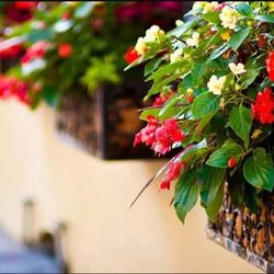 Historic Charleston Tours