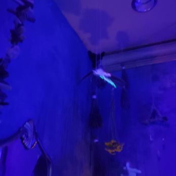 Particle Ink - Feathers - Performing Arts Near Me - Las Vegas, Nevada