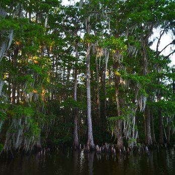 Ultimate Swamp Adventures - Tours Near Me - Westwego, Louisiana Ultimate Swamp Adventures - Tours Near Me - Westwego, Louisiana