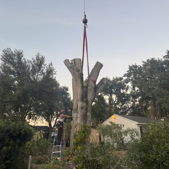 St Pete Tree Service - Tree Services Near Me St Pete Tree Service - Tree Services Near Me