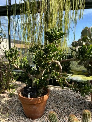 Floral Showhouse by null