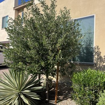 Heartwood Tree Care - Tree Services Near Me - Mesa, Arizona
