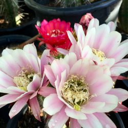 Ponderosa Cactus