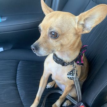 Whisker Waggers - My Lily girl! - Pet Sitting Near Me Whisker Waggers - My Lily girl! - Pet Sitting Near Me