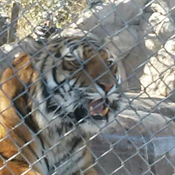Heritage Park Zoological Sanctuary - Zoos Near Me - Prescott, Arizona