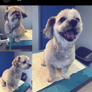Doggiessimo - Before and after! - Pet Groomers Near Me - Seattle, Washington