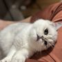 Photo of Purrfect Scottish Kittens 
