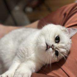 Purrfect Scottish Kittens