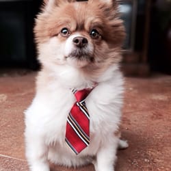 Lakeview Car Wash - I got this dog tie for my pup at the Lakeview Carwash gift shop!