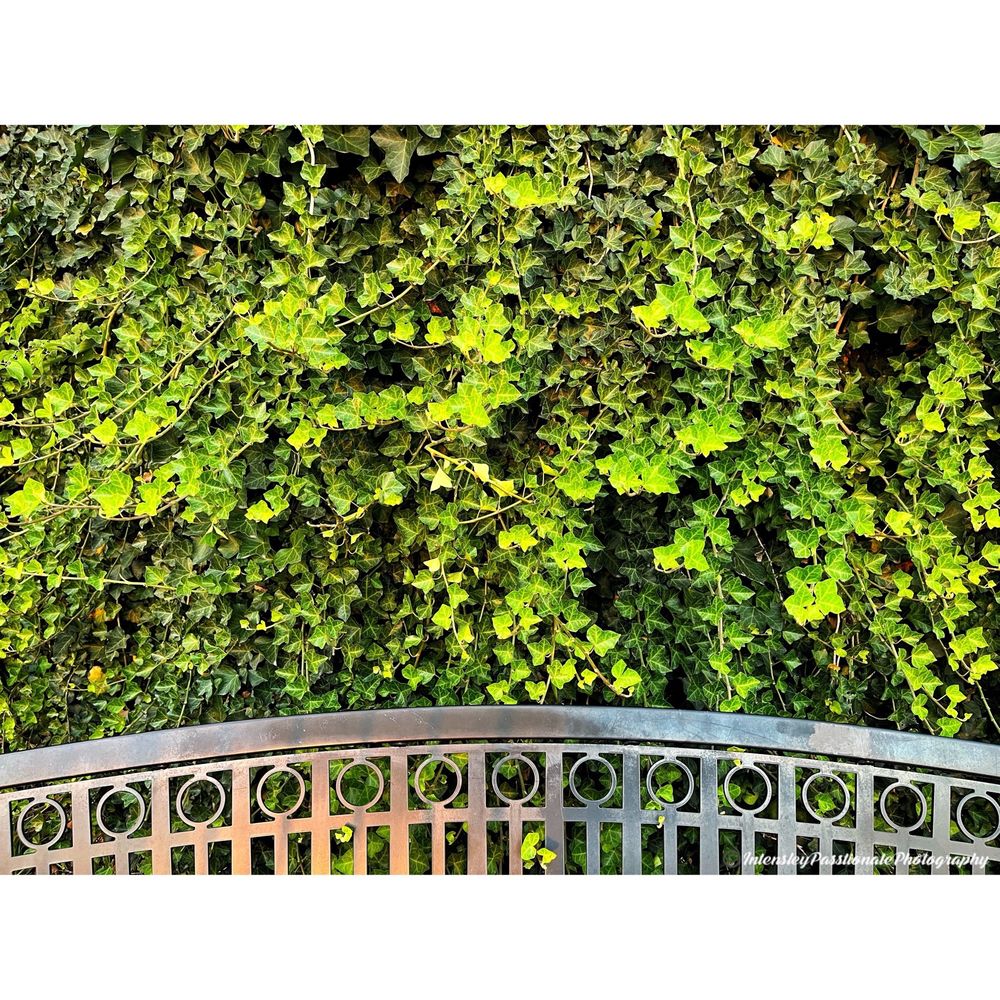 Hamilton Park Image