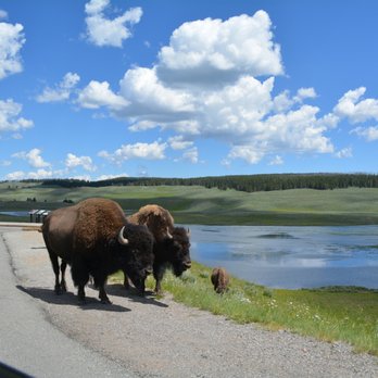 Hayden Valley - Bisons right on the road - Landmarks & Historical Buildings Near Me - Yellowstone, Wyoming