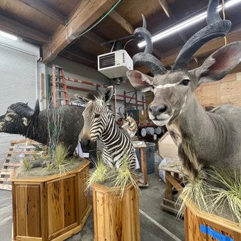 Animal Artistry - Workshop - Taxidermy Near Me - Reno, Nevada