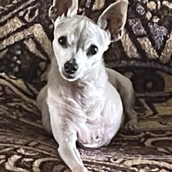 Bonnie's Pet Grooming - 18 year old tripod (3 legged) Toy Fox Terrier Harley