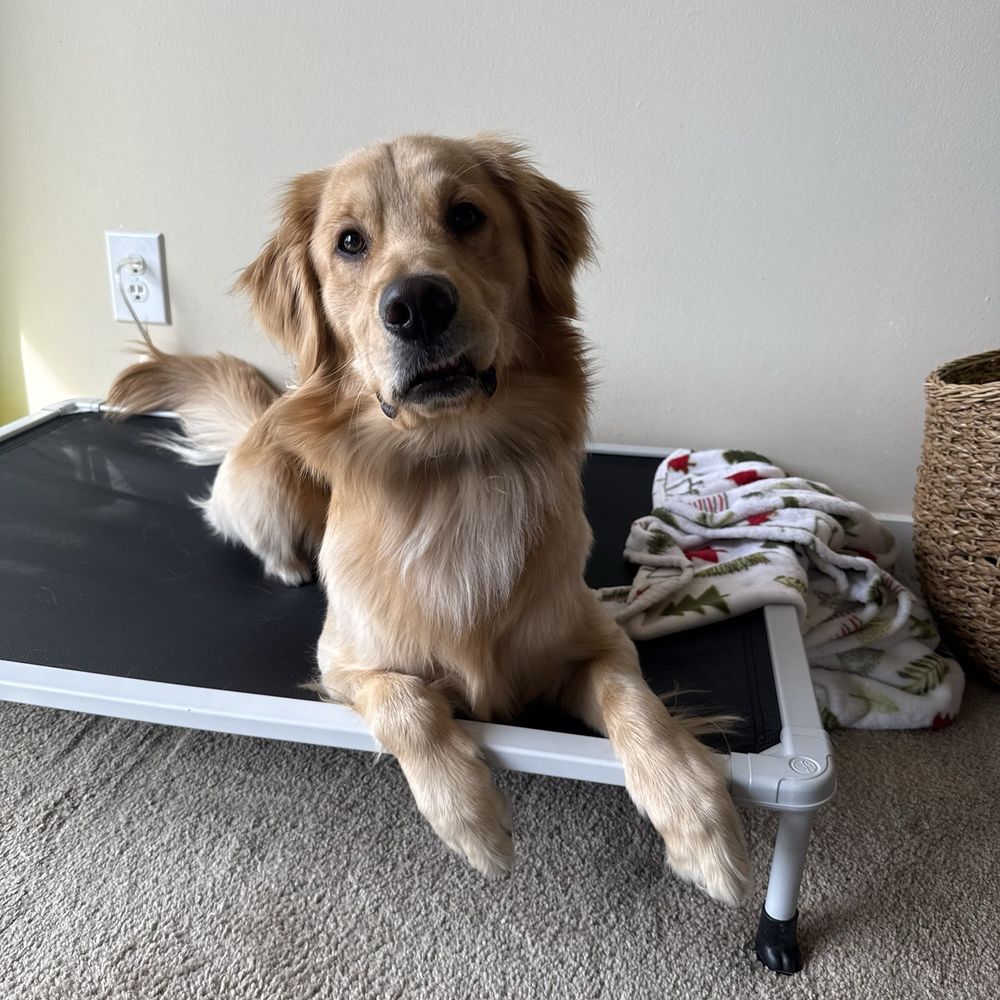 Turning Point Dog Training - Pet Training Near Me - Cleveland, Ohio