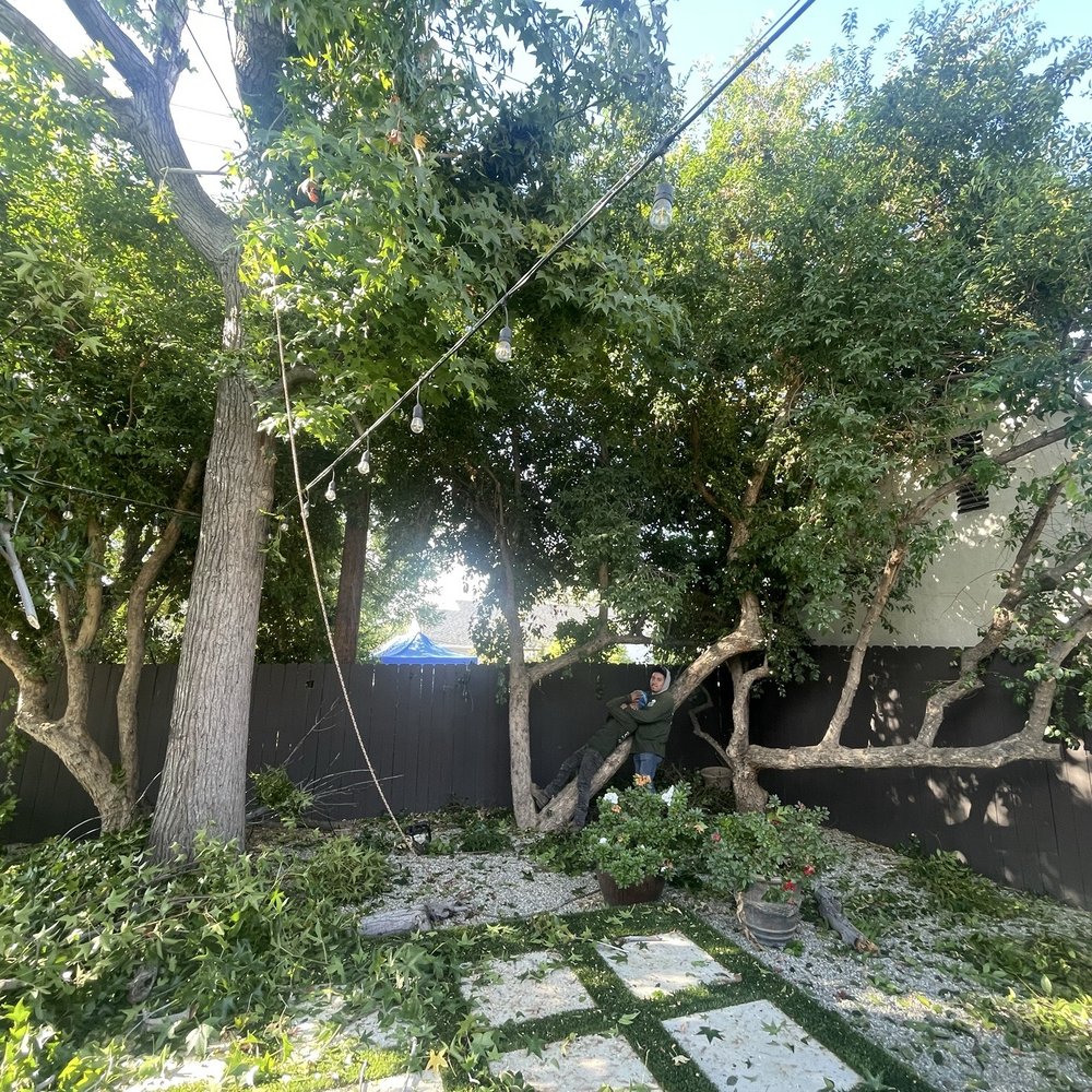 Inexpensive Tree Services - Tree Services Near Me - Los Angeles, California