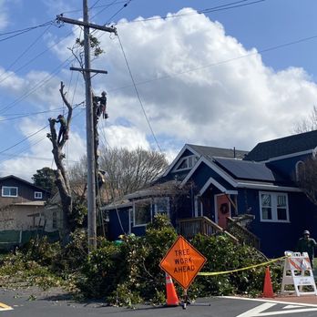 Willy's Tree Service - Tree Services Near Me