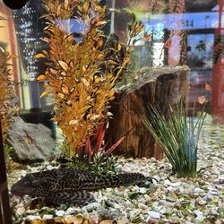 Sun Devil Auto - Fish tank