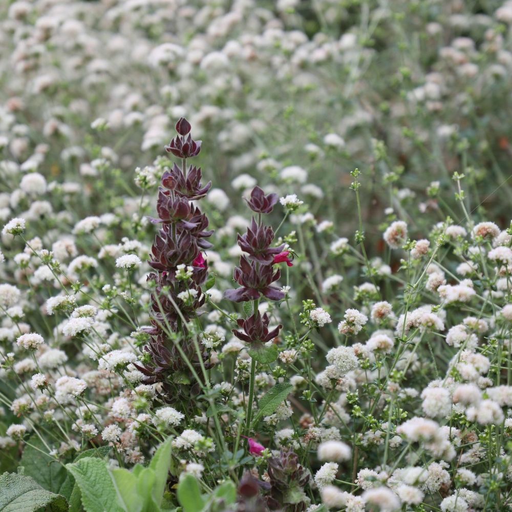 Morami Studio - Native hummingbird sage and buckwheat - Landscape Architects or Designers Near Me
