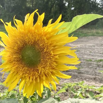 Maplewood Farm - Teddy Bear sunflower - Portsmouth, Rhode Island Maplewood Farm - Teddy Bear sunflower - Portsmouth, Rhode Island