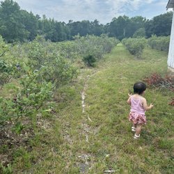 Legendary Blueberries - Row and rows of blueberry fields!